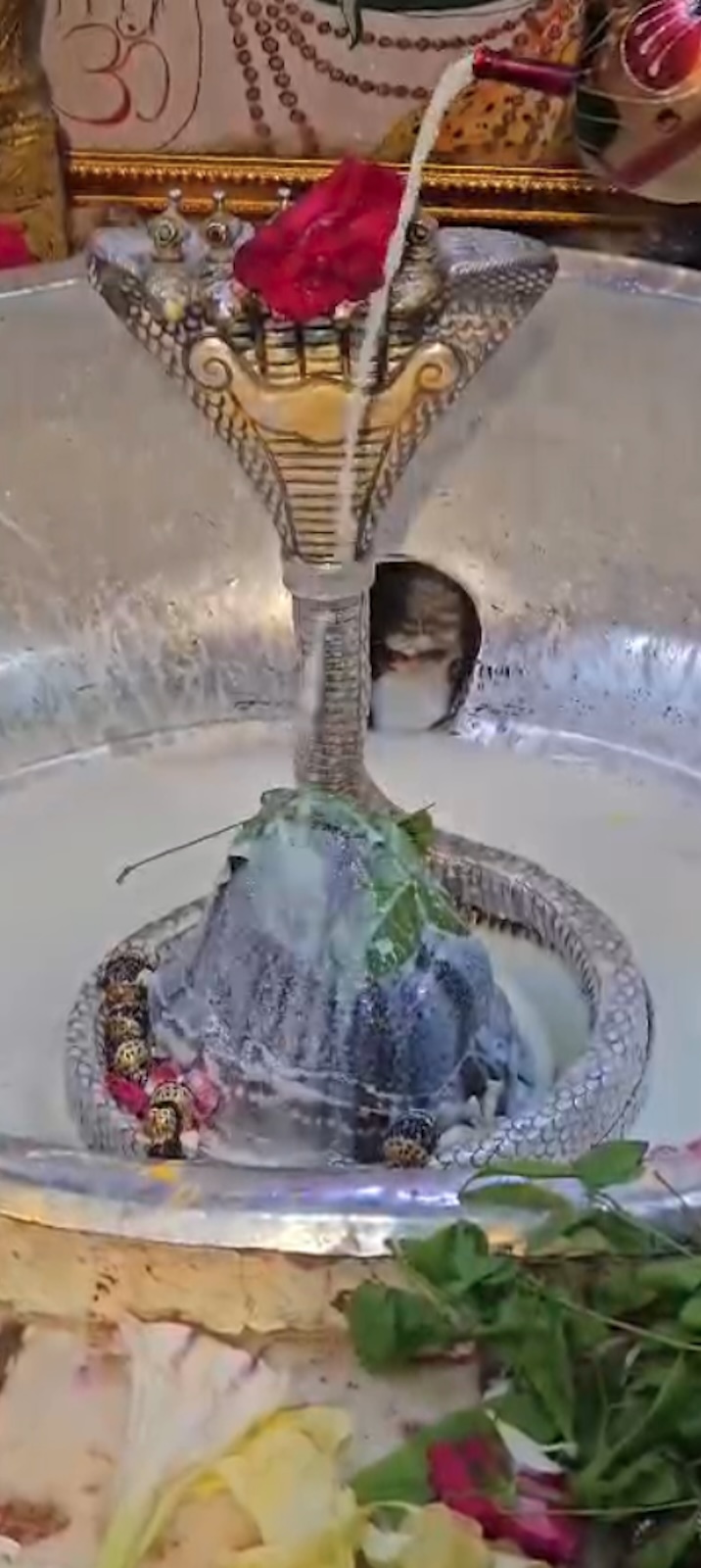 Rudrabhishek to Shree Kubereshwar Mahadev